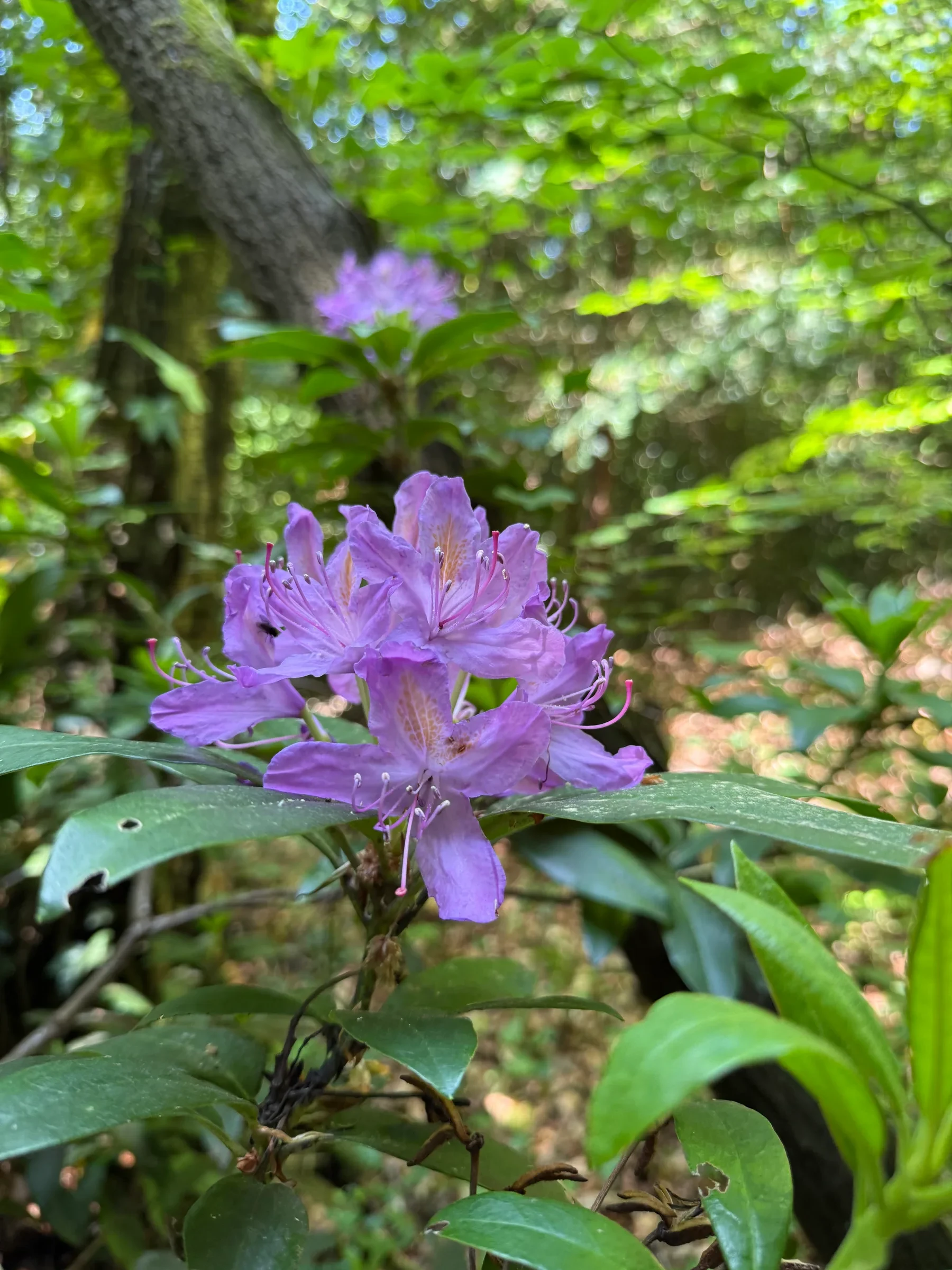 Purple rhododendron flowers on a Surrey woodland walk near Westcott.